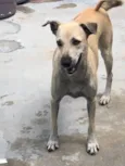menininha 