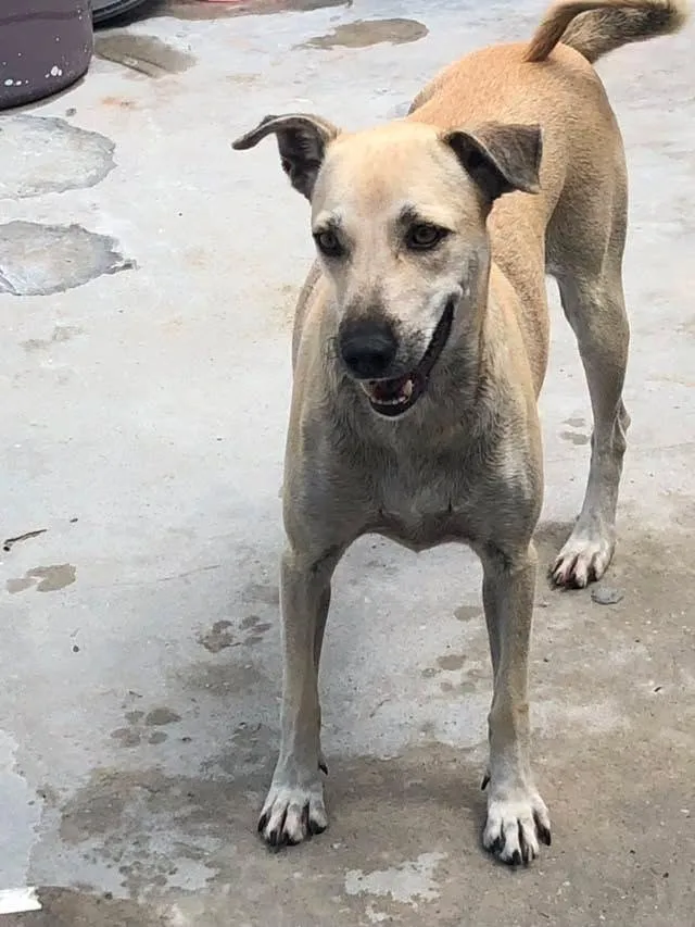 Cachorro raça SRD-ViraLata idade 2 anos nome menininha 