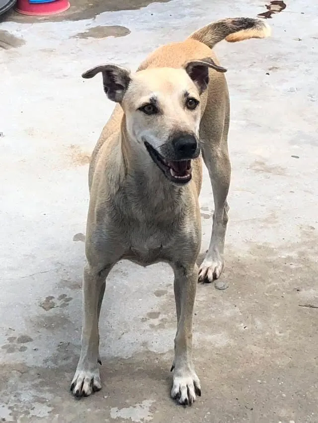 Cachorro raça SRD-ViraLata idade 2 anos nome menininha 