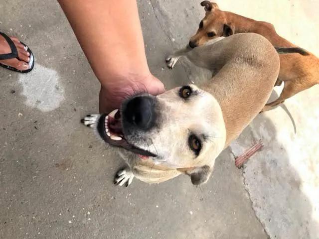 Cachorro raça SRD-ViraLata idade 2 anos nome menininha 