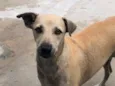 menininha 