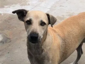 Cachorro raça SRD-ViraLata idade 2 anos nome menininha 