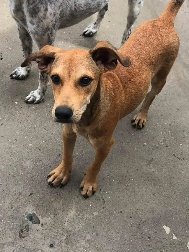 Cachorro raça SRD-ViraLata idade 2 a 6 meses nome Nick