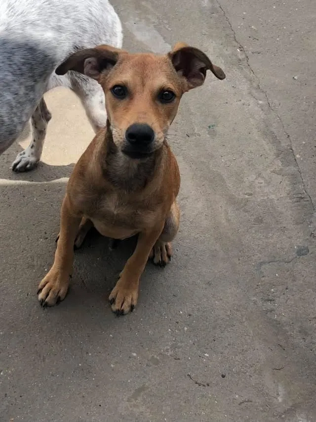 Cachorro raça SRD-ViraLata idade 2 a 6 meses nome Nick