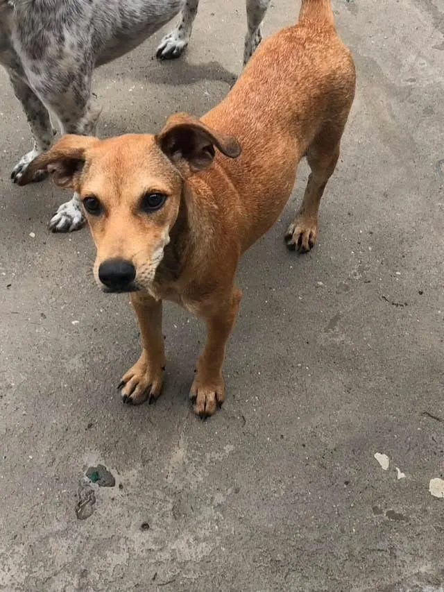 Cachorro raça SRD-ViraLata idade 2 a 6 meses nome Nick