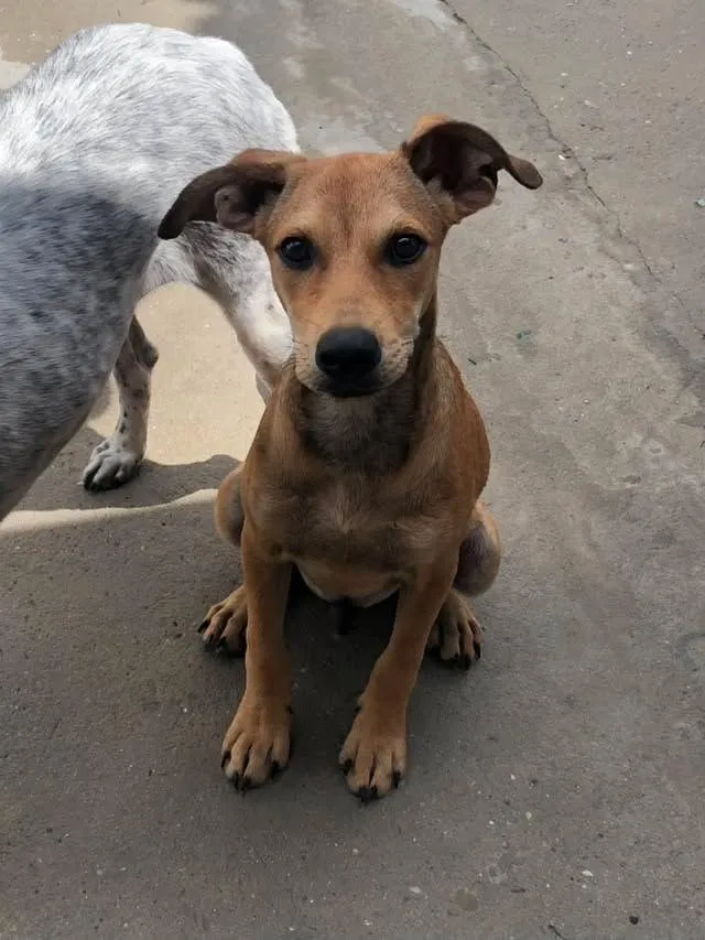 Cachorro raça SRD-ViraLata idade 2 a 6 meses nome Nick
