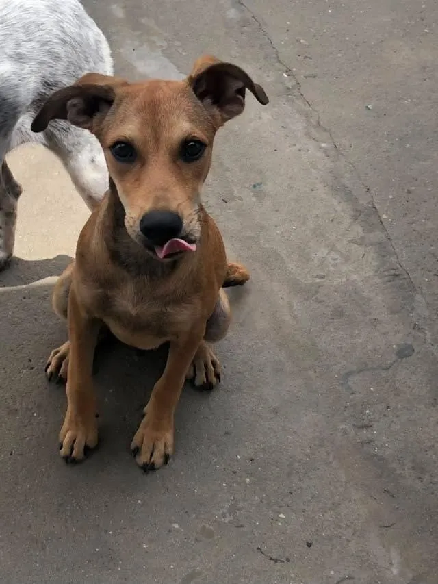 Cachorro raça SRD-ViraLata idade 2 a 6 meses nome Nick