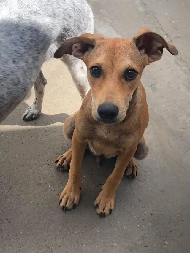 Cachorro raça SRD-ViraLata idade 2 a 6 meses nome Nick