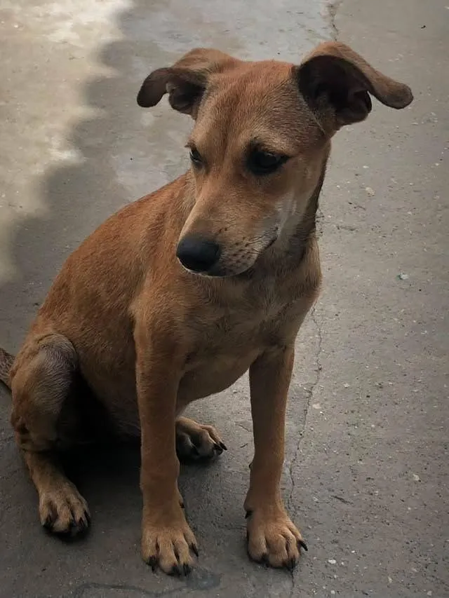 Cachorro raça SRD-ViraLata idade 2 a 6 meses nome Nick