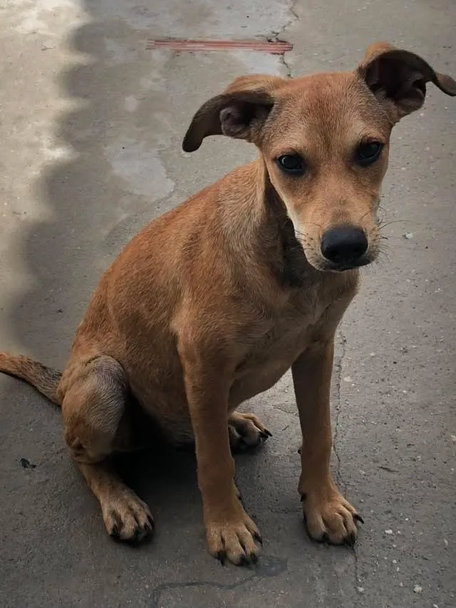 Cachorro raça SRD-ViraLata idade 2 a 6 meses nome Nick