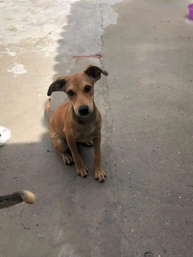 Cachorro raça SRD-ViraLata idade 2 a 6 meses nome Nick
