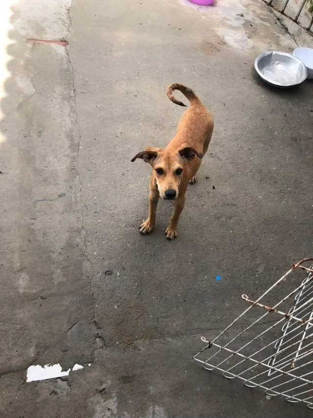 Cachorro raça SRD-ViraLata idade 2 a 6 meses nome Nick