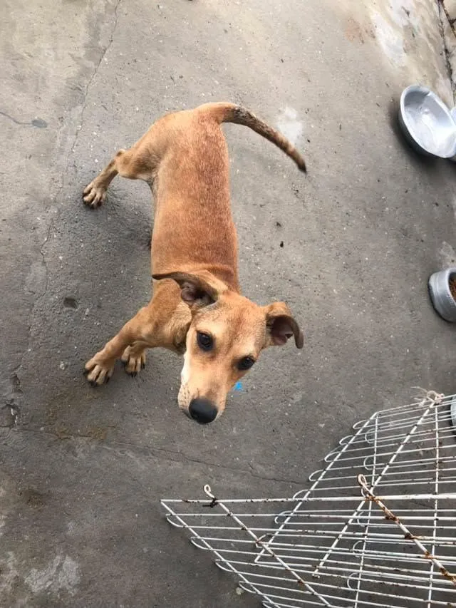 Cachorro raça SRD-ViraLata idade 2 a 6 meses nome Nick