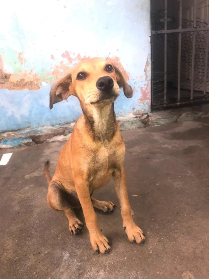 Cachorro raça SRD-ViraLata idade 2 a 6 meses nome Nick