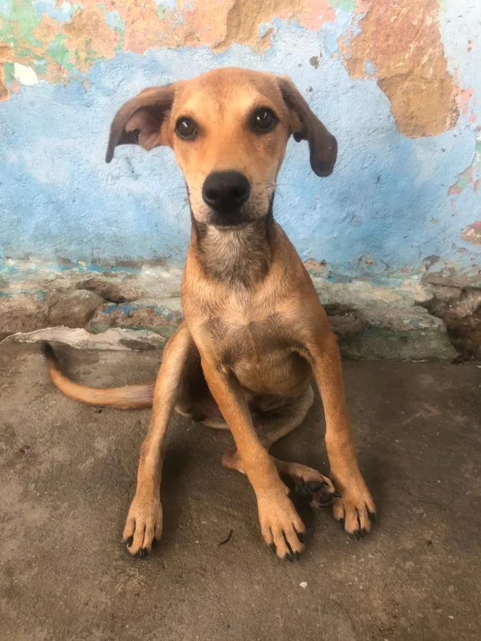 Cachorro raça SRD-ViraLata idade 2 a 6 meses nome Nick