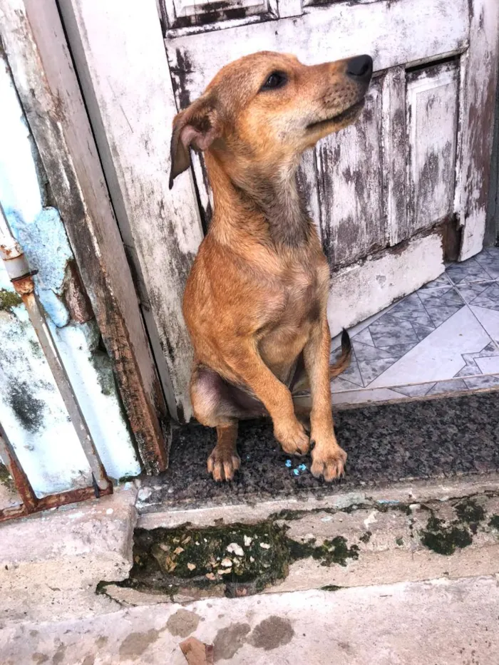 Cachorro raça SRD-ViraLata idade 2 a 6 meses nome Nick