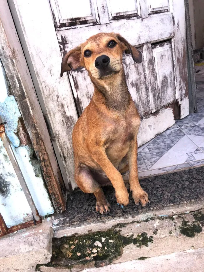 Cachorro raça SRD-ViraLata idade 2 a 6 meses nome Nick