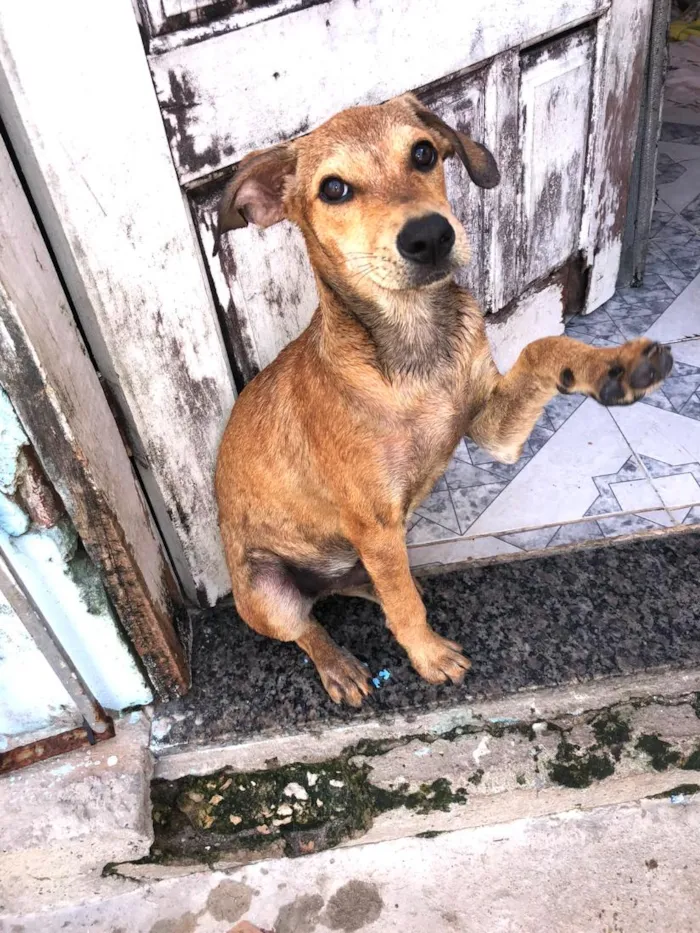 Cachorro raça SRD-ViraLata idade 2 a 6 meses nome Nick