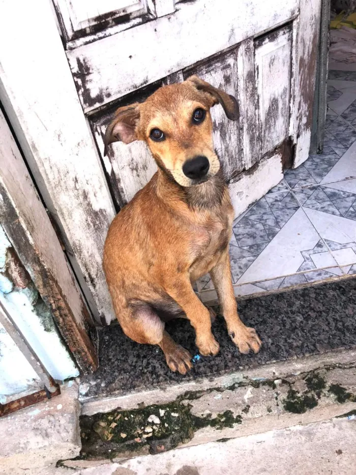 Cachorro raça SRD-ViraLata idade 2 a 6 meses nome Nick