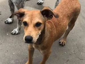 Cachorro raça SRD-ViraLata idade 2 a 6 meses nome Nick
