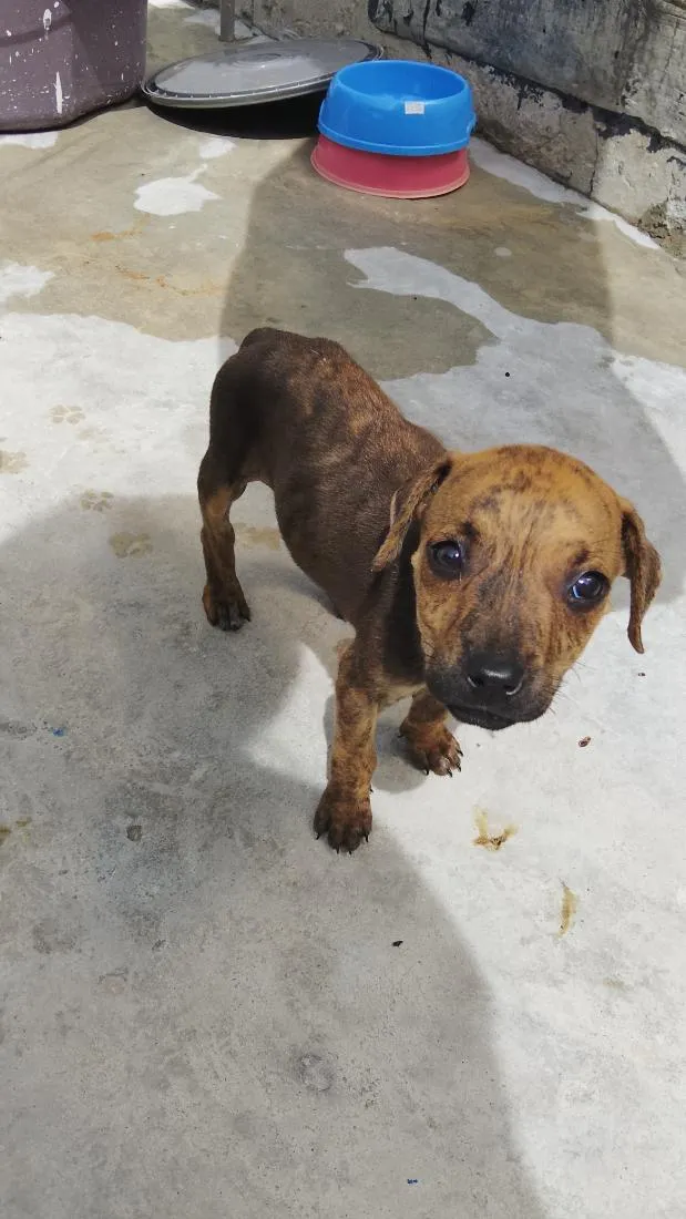 Cachorro raça SRD-ViraLata idade 2 a 6 meses nome nina