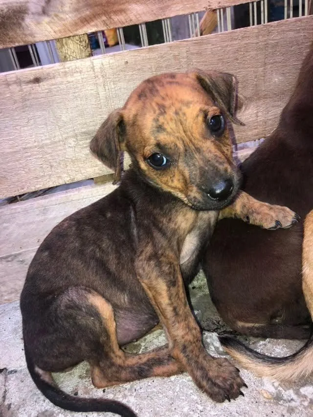 Cachorro raça SRD-ViraLata idade 2 a 6 meses nome nina