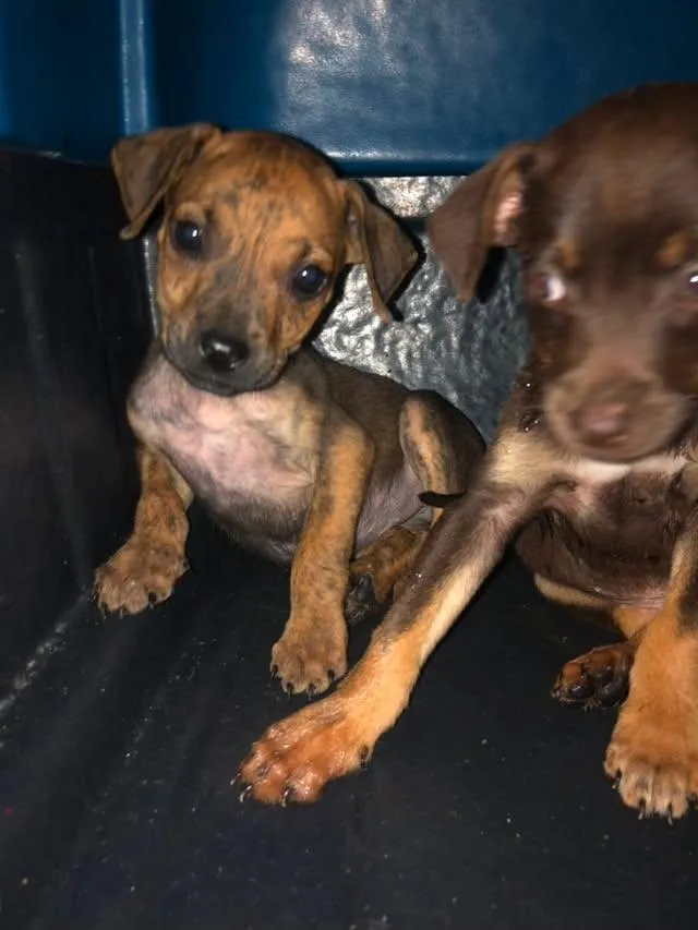 Cachorro raça SRD-ViraLata idade 2 a 6 meses nome nina
