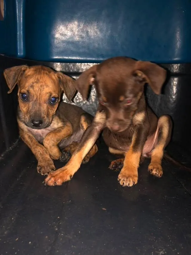 Cachorro raça SRD-ViraLata idade 2 a 6 meses nome nina