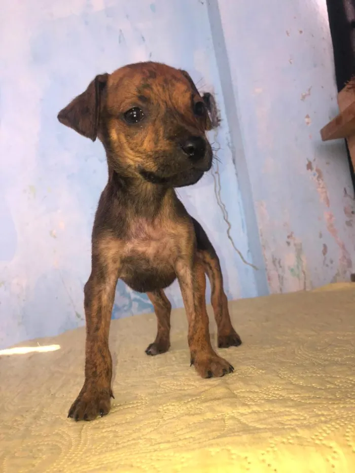 Cachorro raça SRD-ViraLata idade 2 a 6 meses nome nina