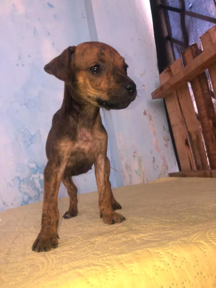 Cachorro raça SRD-ViraLata idade 2 a 6 meses nome nina