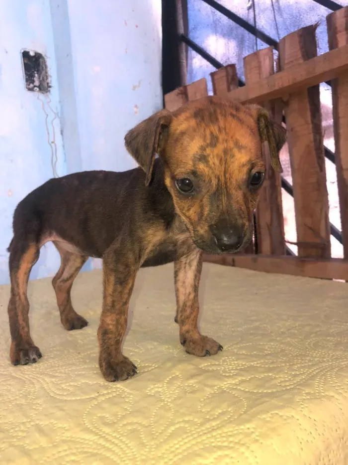 Cachorro raça SRD-ViraLata idade 2 a 6 meses nome nina