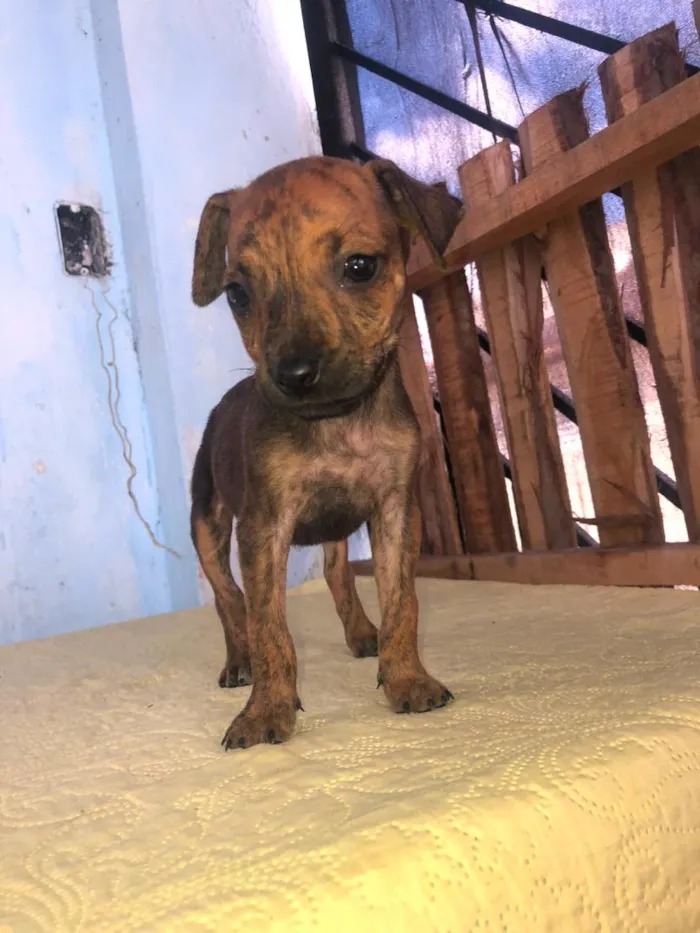 Cachorro raça SRD-ViraLata idade 2 a 6 meses nome nina