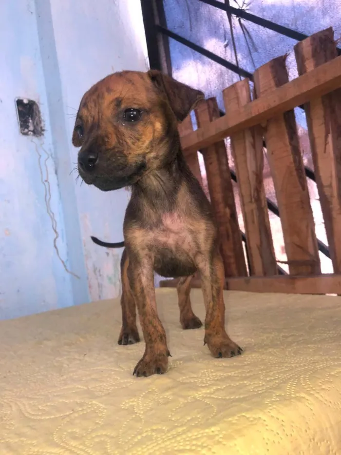 Cachorro raça SRD-ViraLata idade 2 a 6 meses nome nina