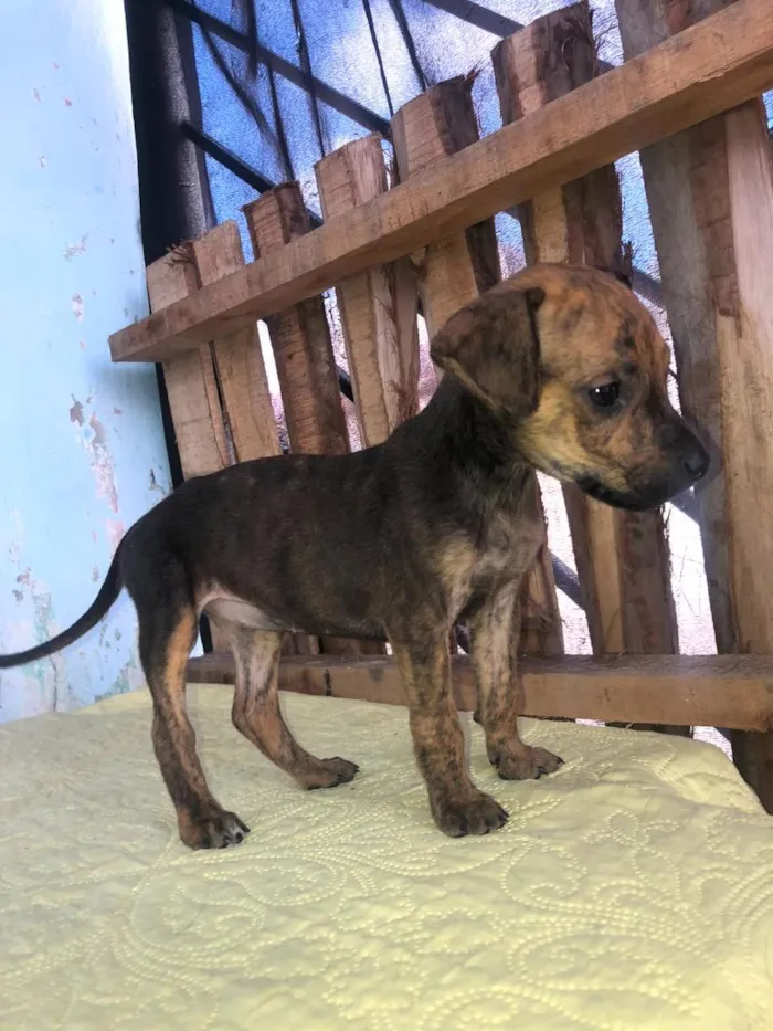 Cachorro raça SRD-ViraLata idade 2 a 6 meses nome nina