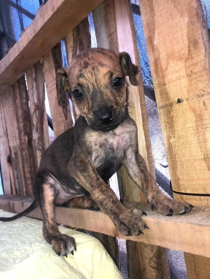 Cachorro raça SRD-ViraLata idade 2 a 6 meses nome nina