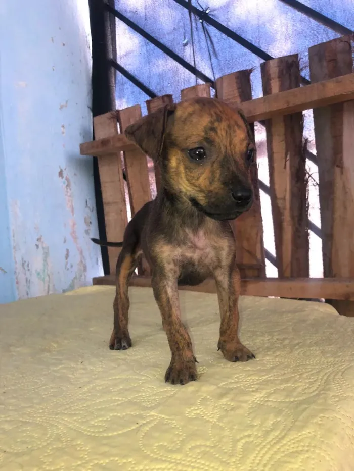 Cachorro raça SRD-ViraLata idade 2 a 6 meses nome nina