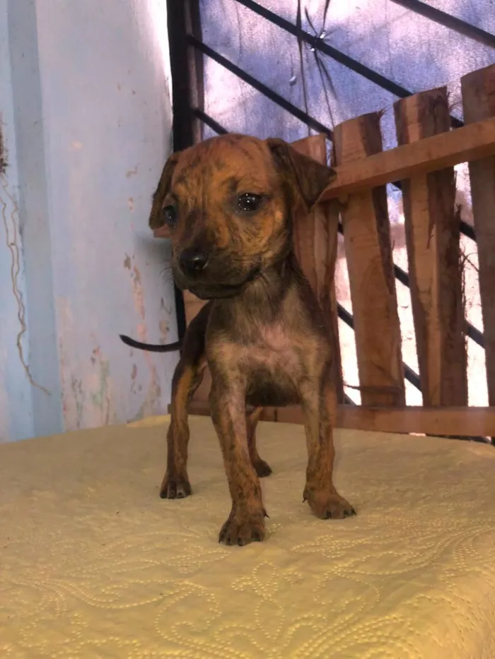 Cachorro raça SRD-ViraLata idade 2 a 6 meses nome nina