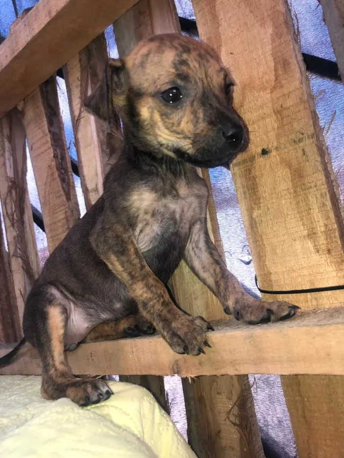 Cachorro raça SRD-ViraLata idade 2 a 6 meses nome nina