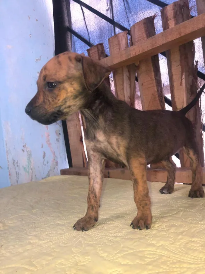 Cachorro raça SRD-ViraLata idade 2 a 6 meses nome nina