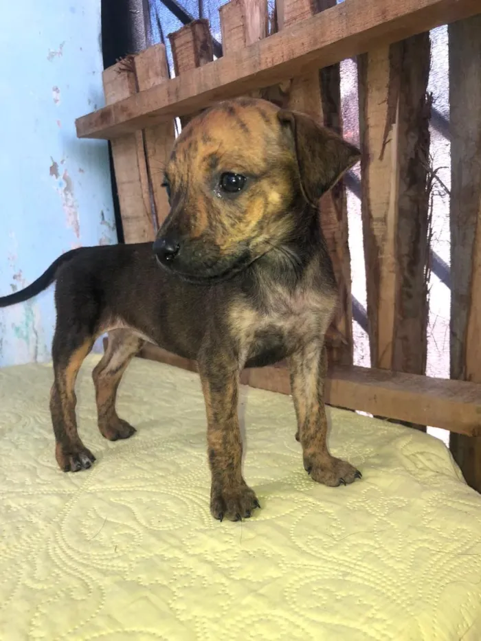 Cachorro raça SRD-ViraLata idade 2 a 6 meses nome nina