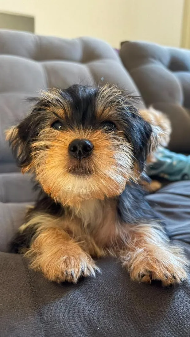 Cachorro raça Poodle idade 2 a 6 meses nome Mel e Madri
