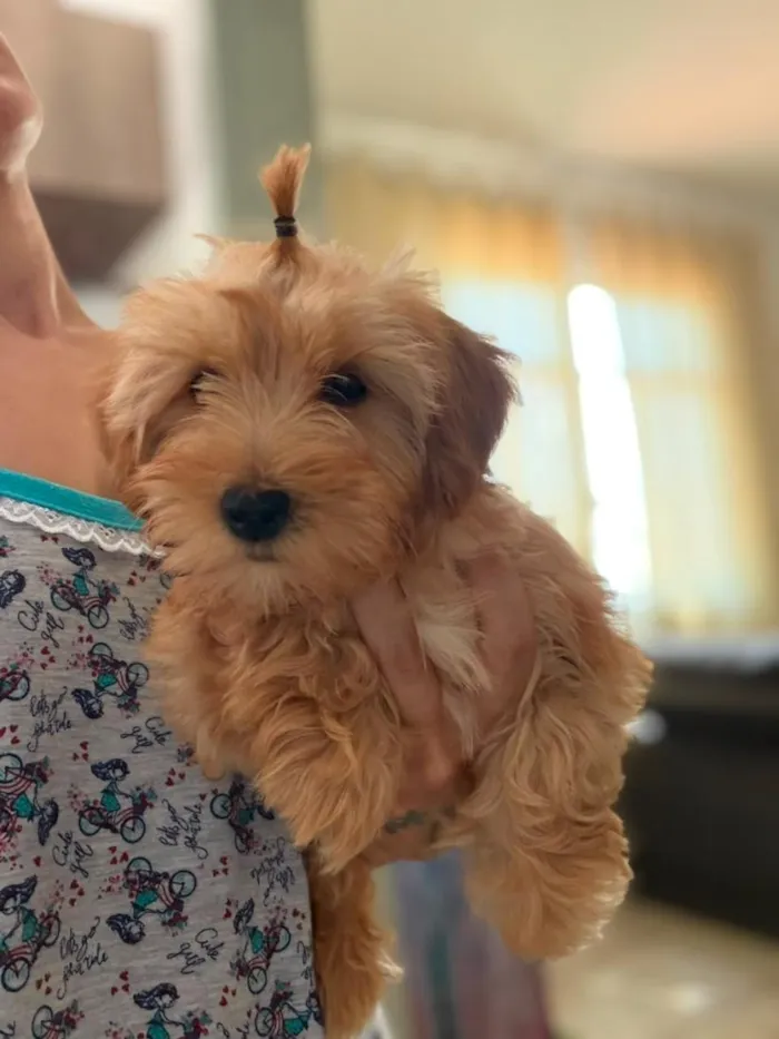 Cachorro raça Poodle idade 2 a 6 meses nome Mel e Madri