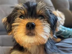 Cachorro raça Poodle idade 2 a 6 meses nome Mel e Madri