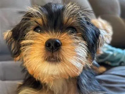 Cachorro raça Poodle idade 2 a 6 meses nome Mel e Madri