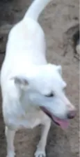 lua
