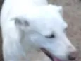 lua