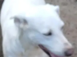 Cachorro raça SRD-ViraLata idade 5 anos nome lua