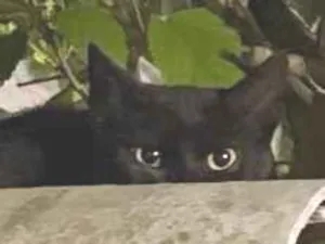 Gato raça SRD-ViraLata idade 2 a 6 meses nome Não tem nome 