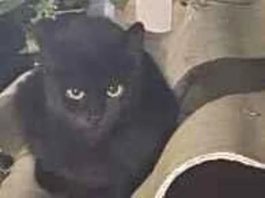 Gato raça SRD-ViraLata idade 2 a 6 meses nome Não tem nome