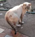 Mingau 